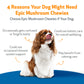 Cognitive Support for Senior Dogs | Epic Mushrooms Chewies Pet Wellbeing