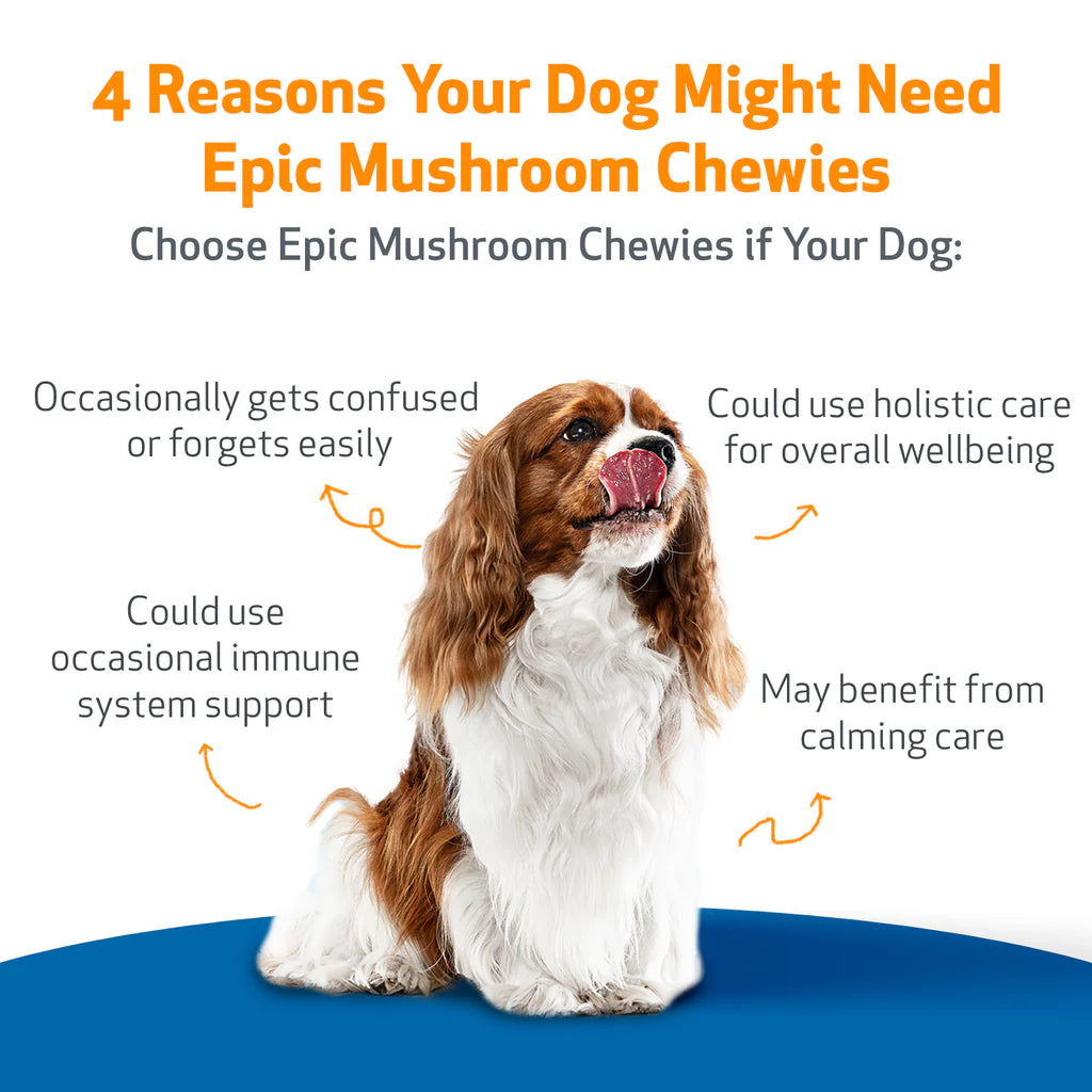 Cognitive Support for Senior Dogs | Epic Mushrooms Chewies Pet Wellbeing