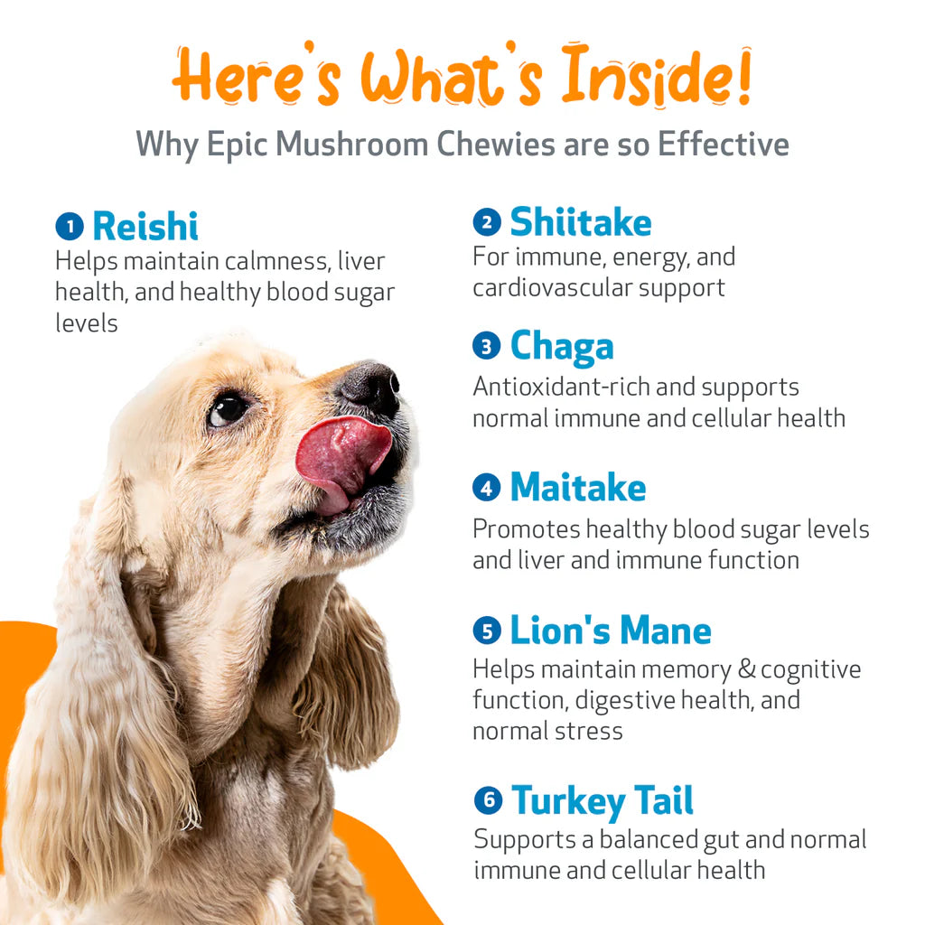 Cognitive Support for Senior Dogs | Epic Mushrooms Chewies Pet Wellbeing