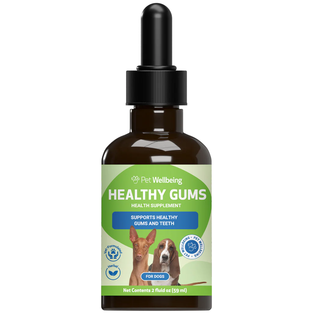 Healthy Gums Dental Care for Senior Dogs | Pet Wellbeing