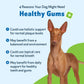 Healthy Gums Dental Care for Senior Dogs | Pet Wellbeing