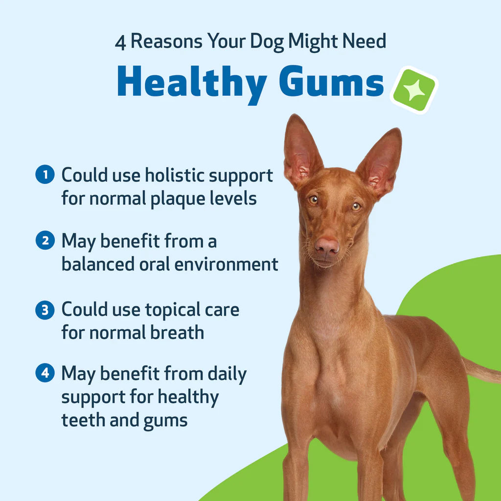 Healthy Gums Dental Care for Senior Dogs | Pet Wellbeing