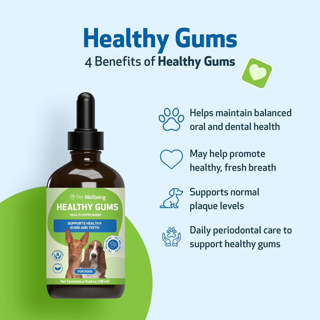 Healthy Gums Dental Care for Senior Dogs | Pet Wellbeing