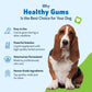 Healthy Gums Dental Care for Senior Dogs | Pet Wellbeing