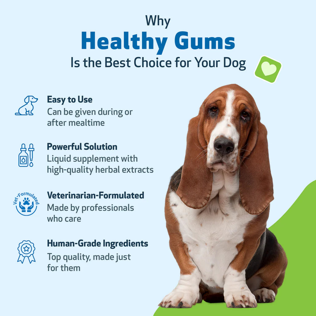 Healthy Gums Dental Care for Senior Dogs | Pet Wellbeing
