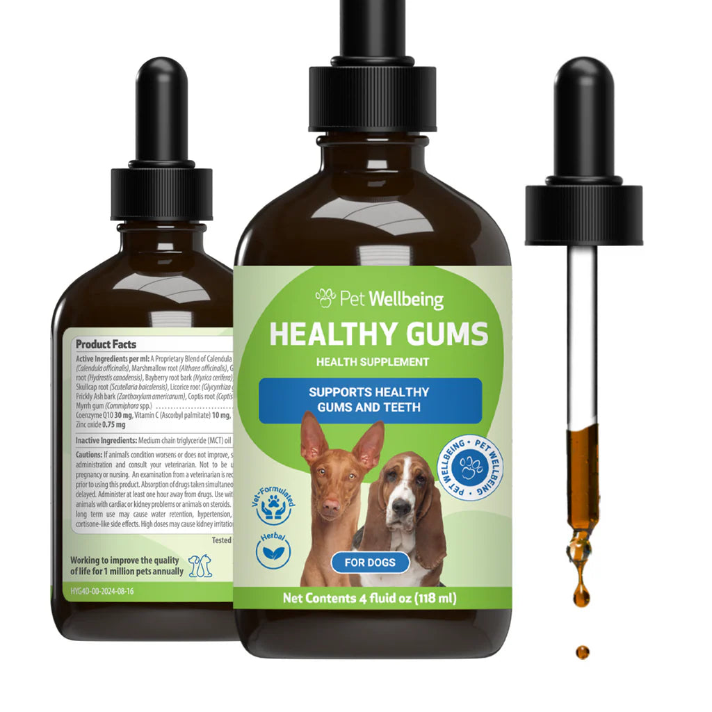 Healthy Gums Dental Care for Senior Dogs | Pet Wellbeing