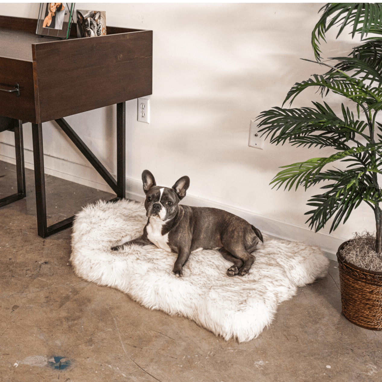 Dog lying on a fluffy white rug in a room with a desk and plant.