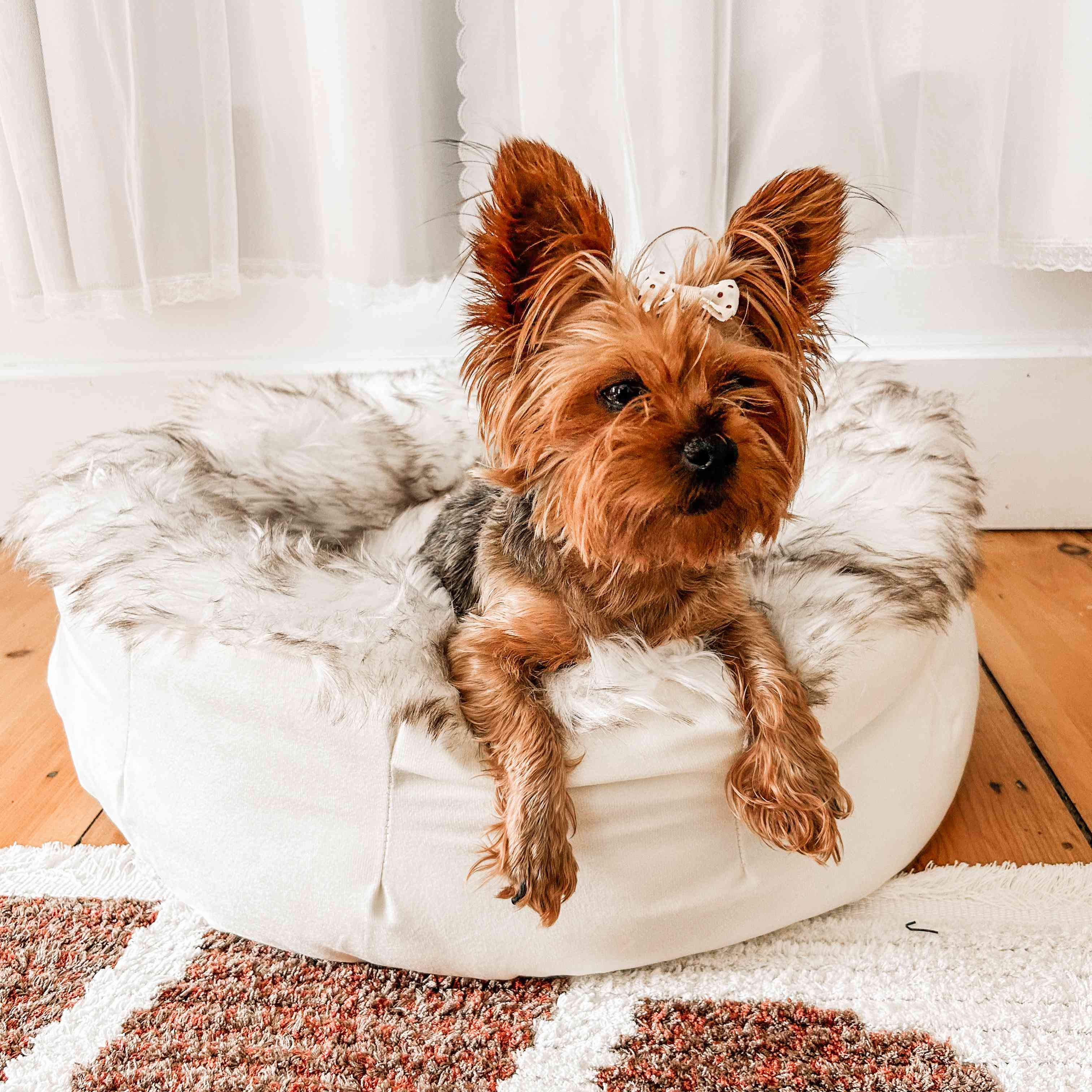 Small dog with a bow on its head sitting on a fluffy white pet bed.