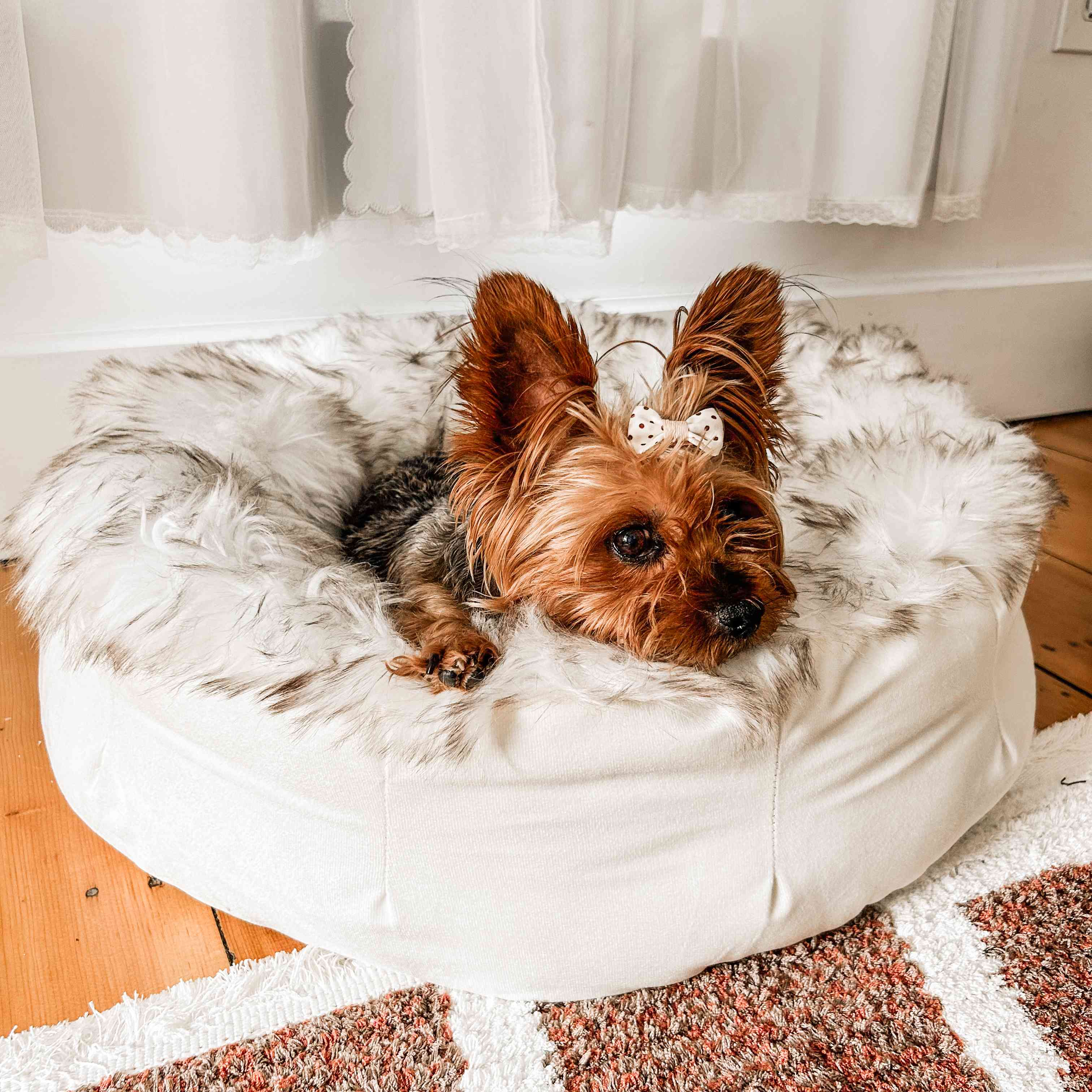 Small dog with a bow tie sitting on a fluffy white pet bed.