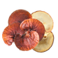 Reishi Mushroom for Dogs | Ziggy Marley Apawthecary