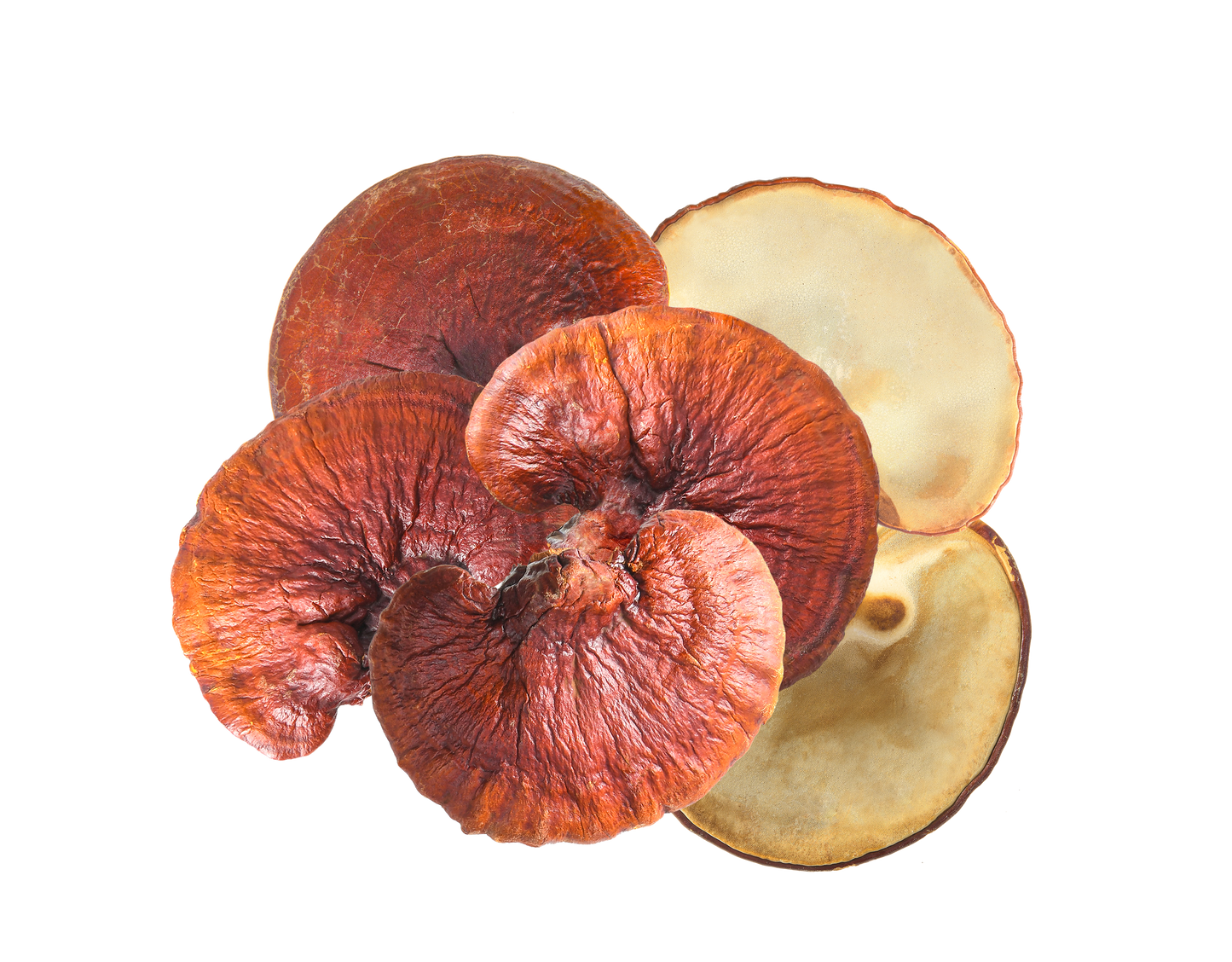 Reishi Mushroom for Dogs | Ziggy Marley Apawthecary