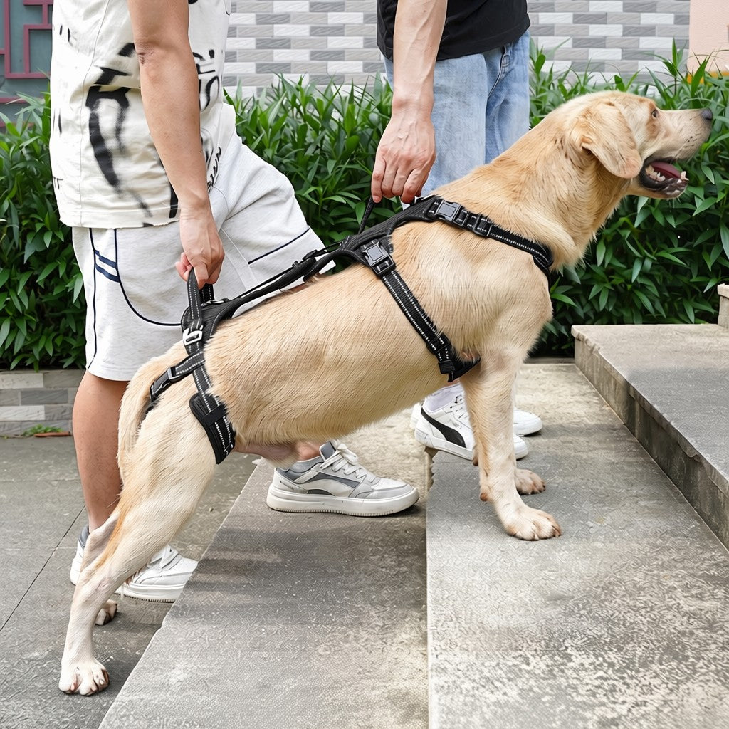 A golden retriever dog wearing a black harness is being assisted up concrete steps by two people outdoors. The harness is fitted snugly across the dog's body and includes a leash attachment.