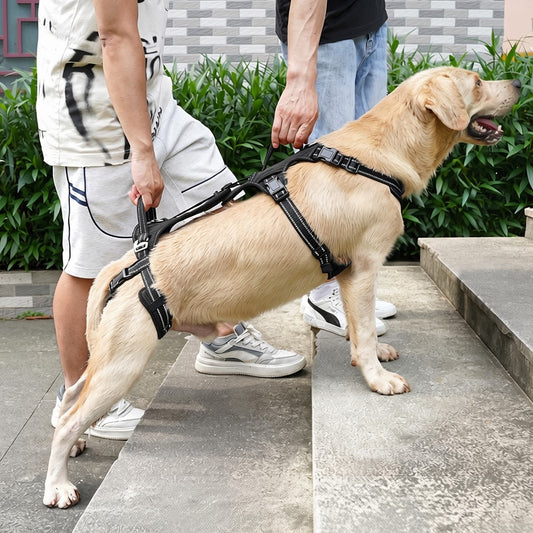 A golden retriever dog wearing a black harness is being assisted up concrete steps by two people outdoors. The harness is fitted snugly across the dog's body and includes a leash attachment.