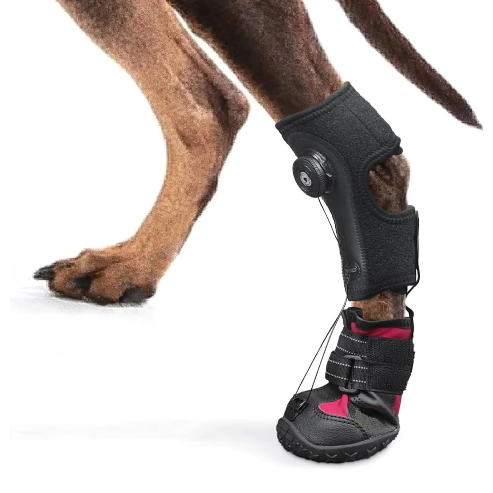 No-Knuckling Boot Brace for Dogs