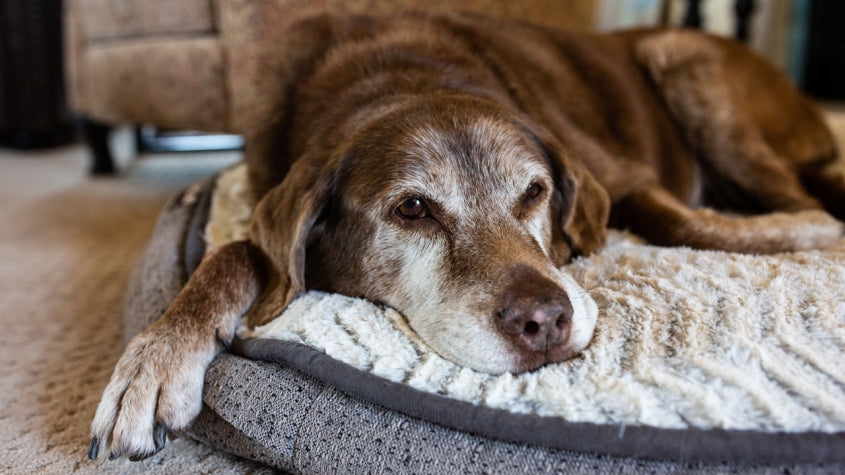 Help with veterinary costs