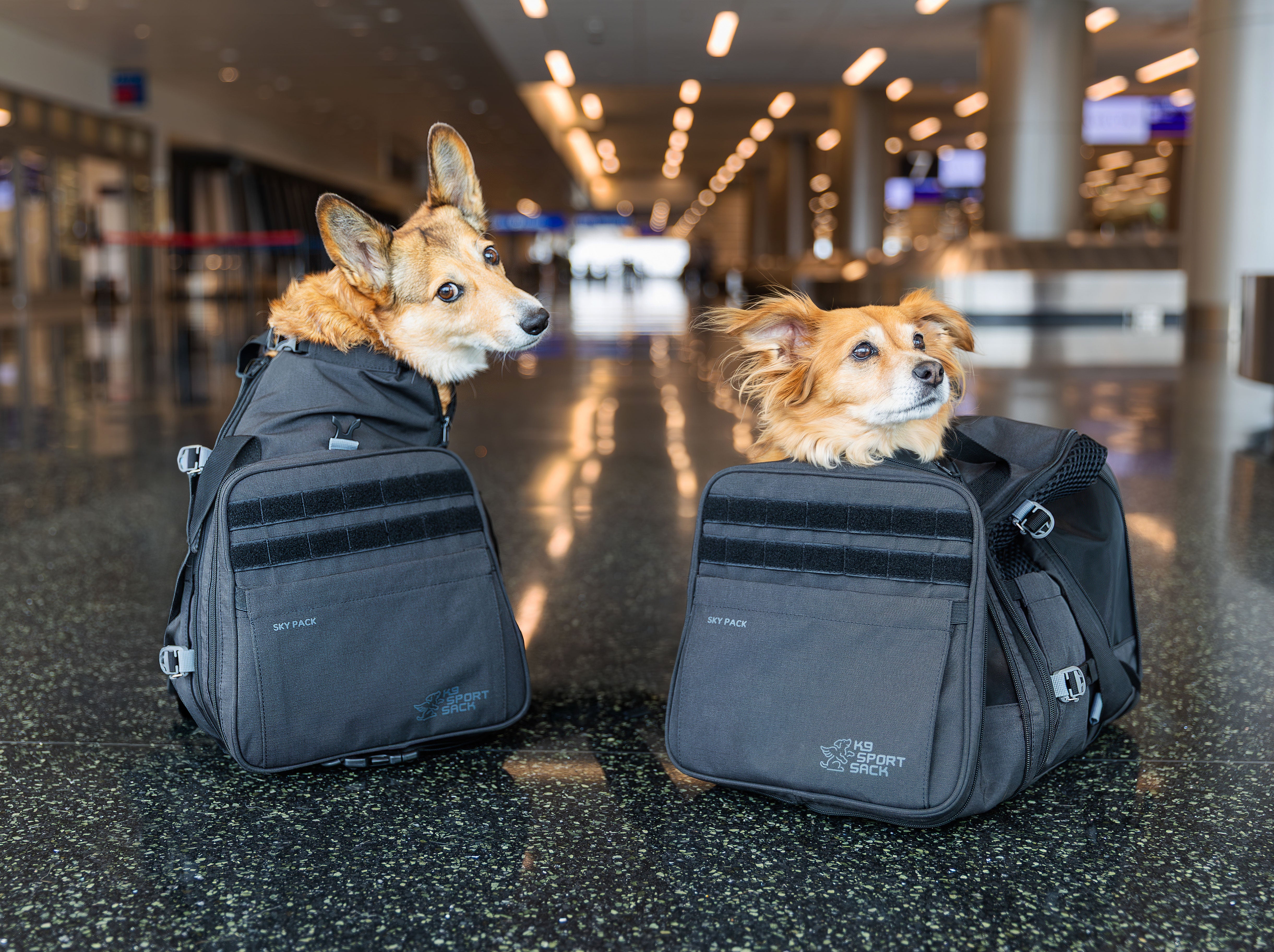 Convertible Dog Backpack & Pet Carrier | Sky Pack
