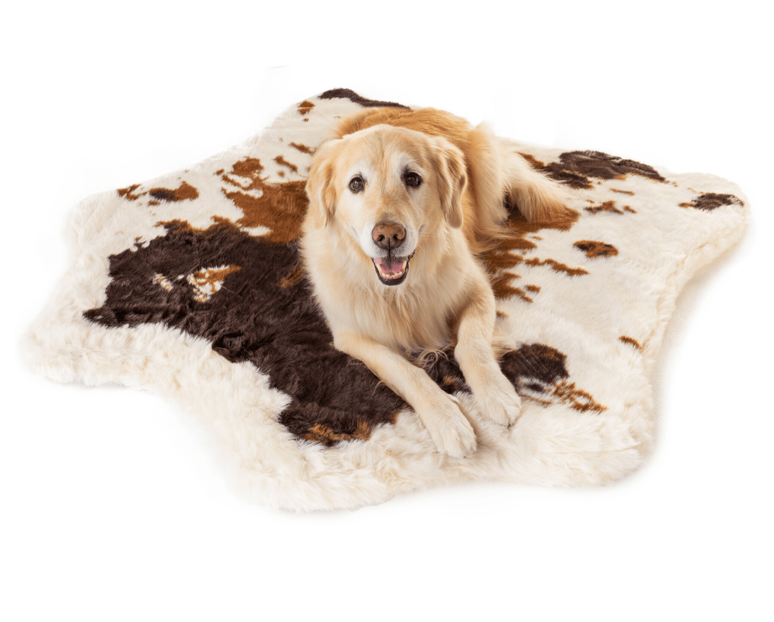 Dog lying on a cowhide rug with a white background