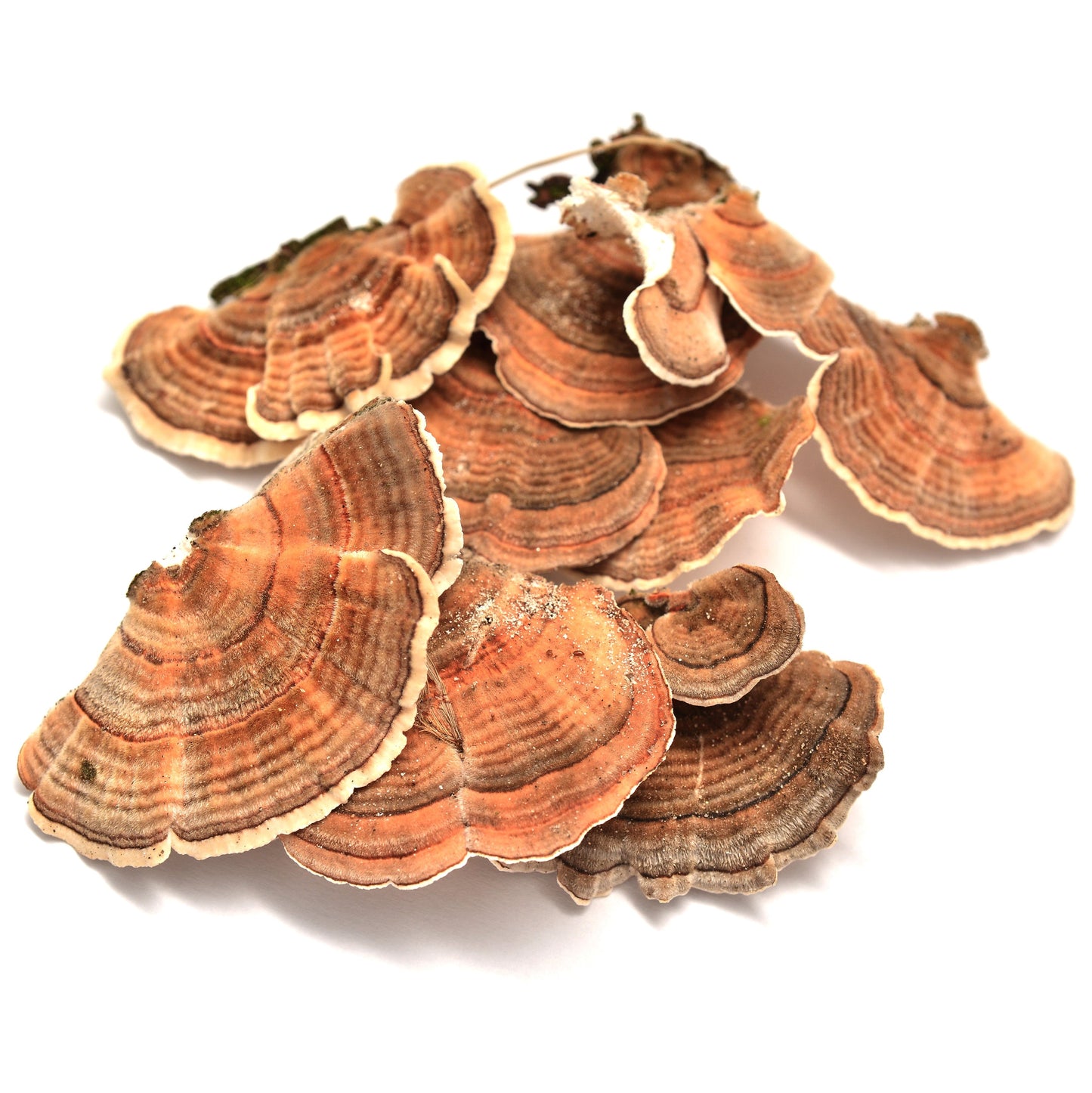 Turkey Tail Mushroom for Dogs | Ziggy Marley Apawthecary