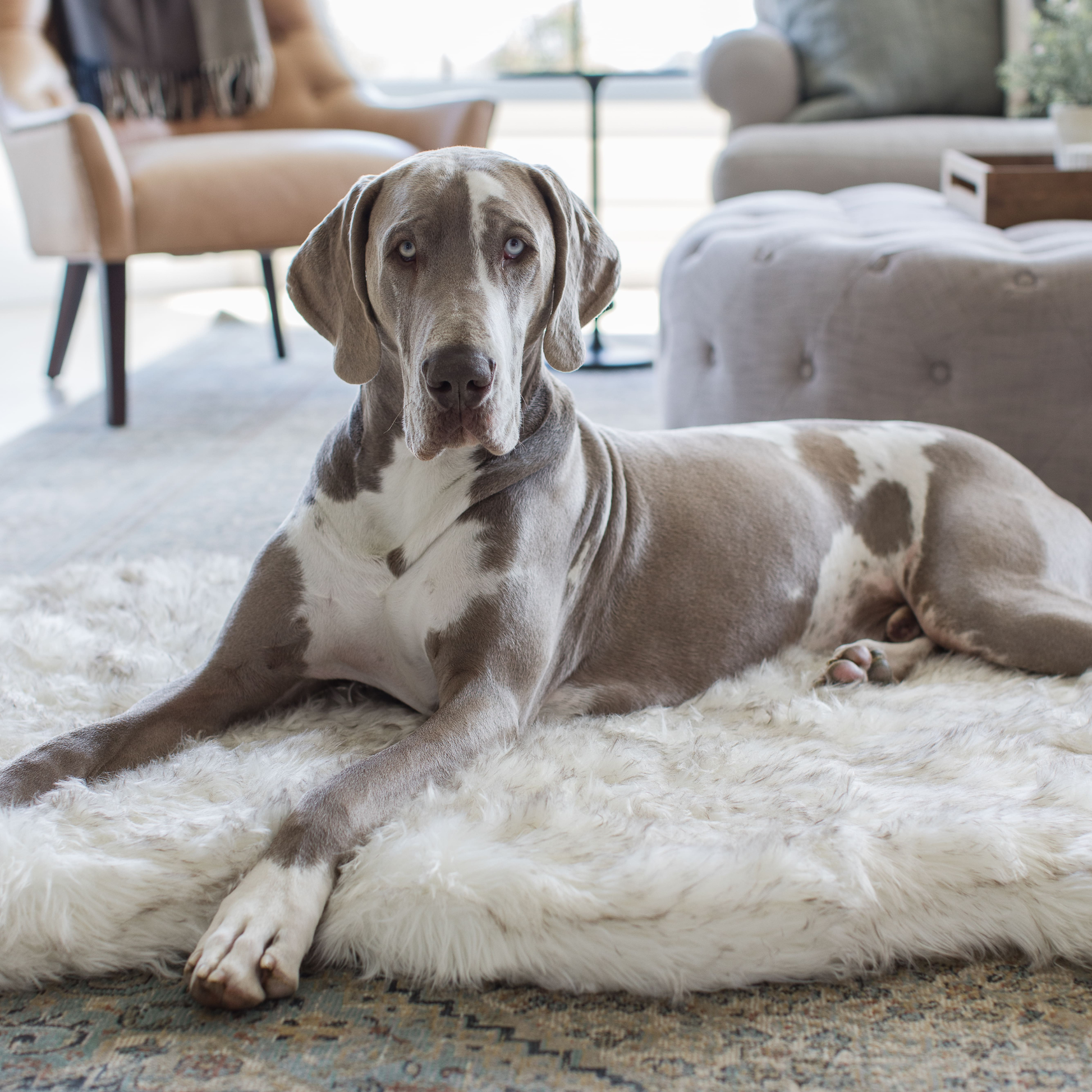 Dog lying on a fluffy rug in a living room