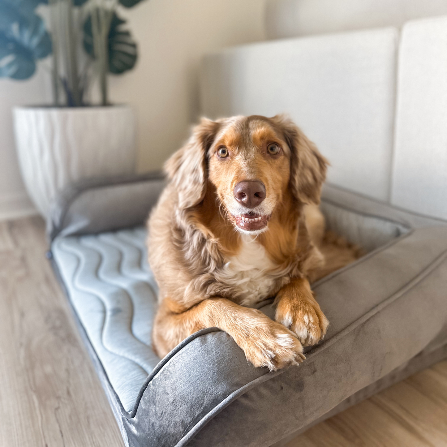 Dog lying on a pet bed in a home setting