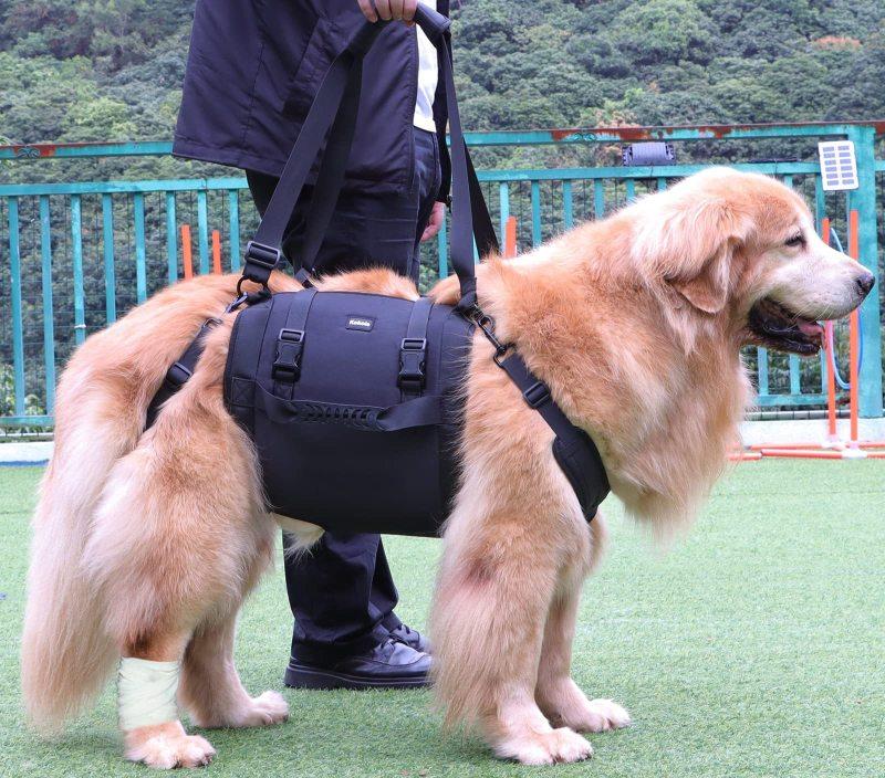 Full Body Dog Lifting Harness