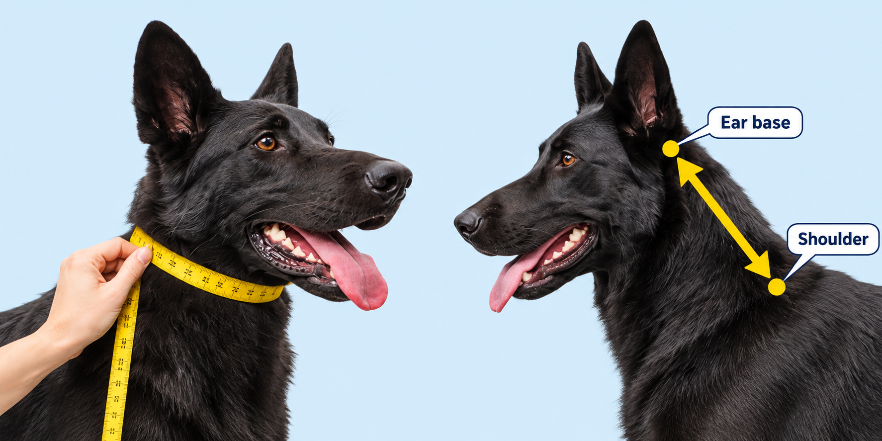 Measuring tape wrapped around a dog's neck