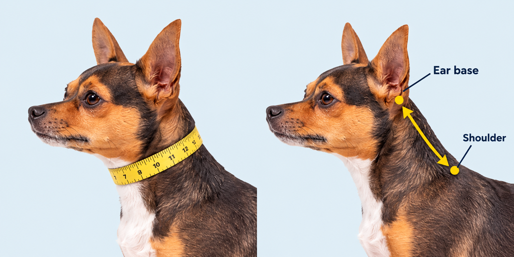 Measuring tape wrapped around a dog's neck