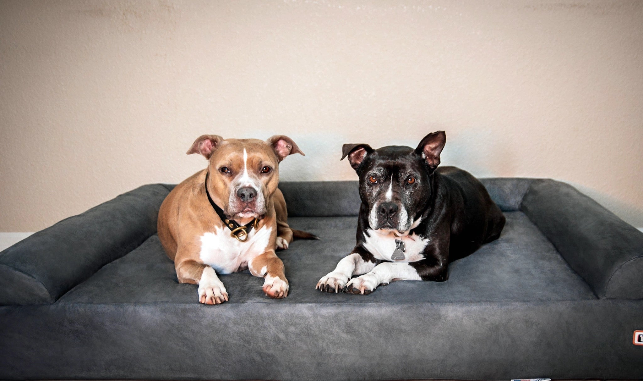 7" Orthopedic Dog Sofa Bed | Big Barker