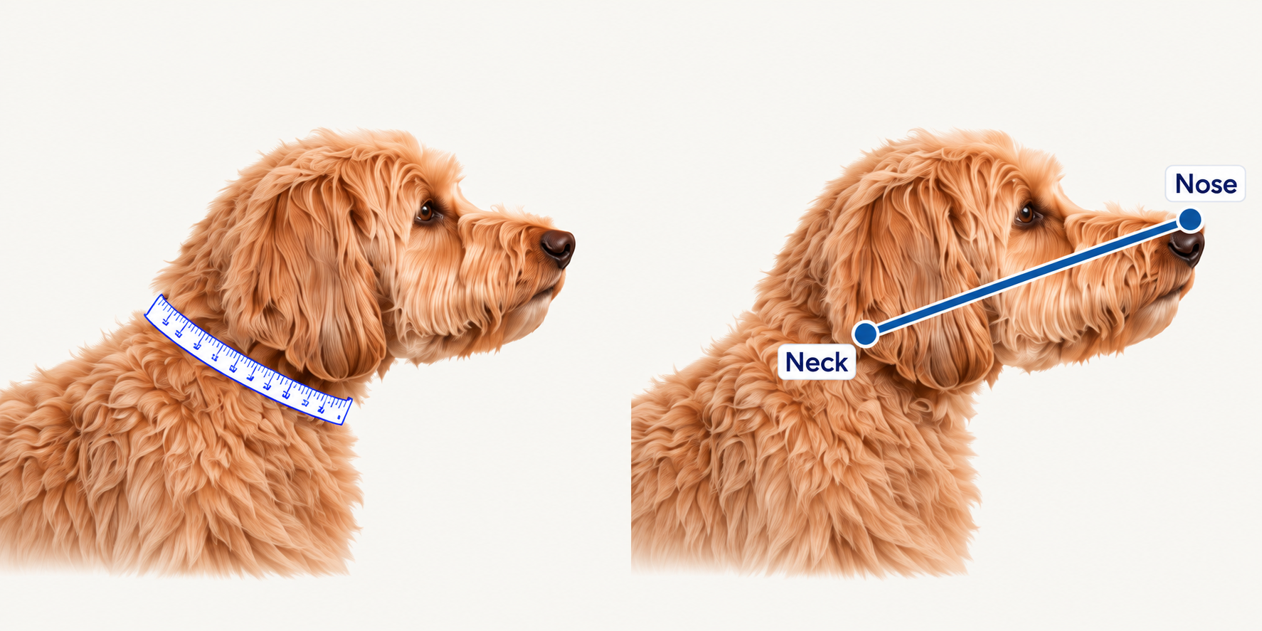 Measuring tape around the base of a dog's neck