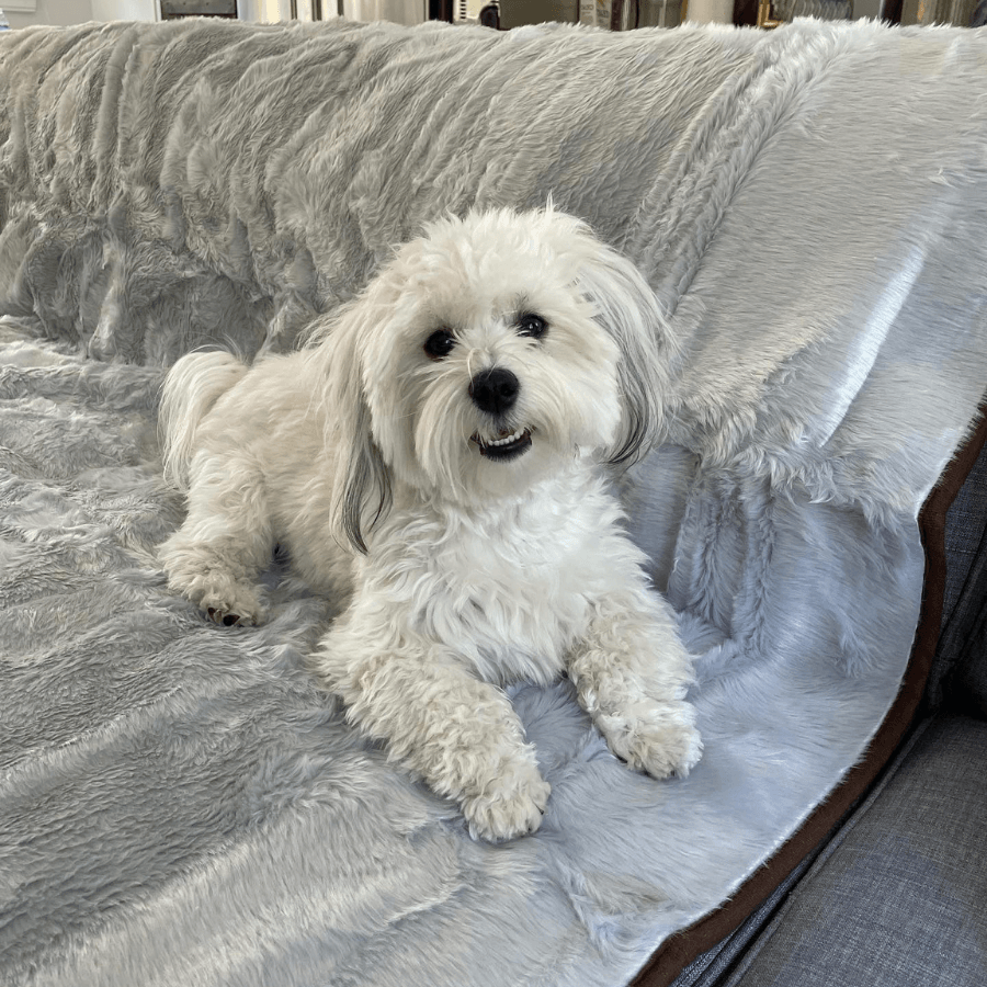 White dog sitting on a gray sofa with a textured blanket