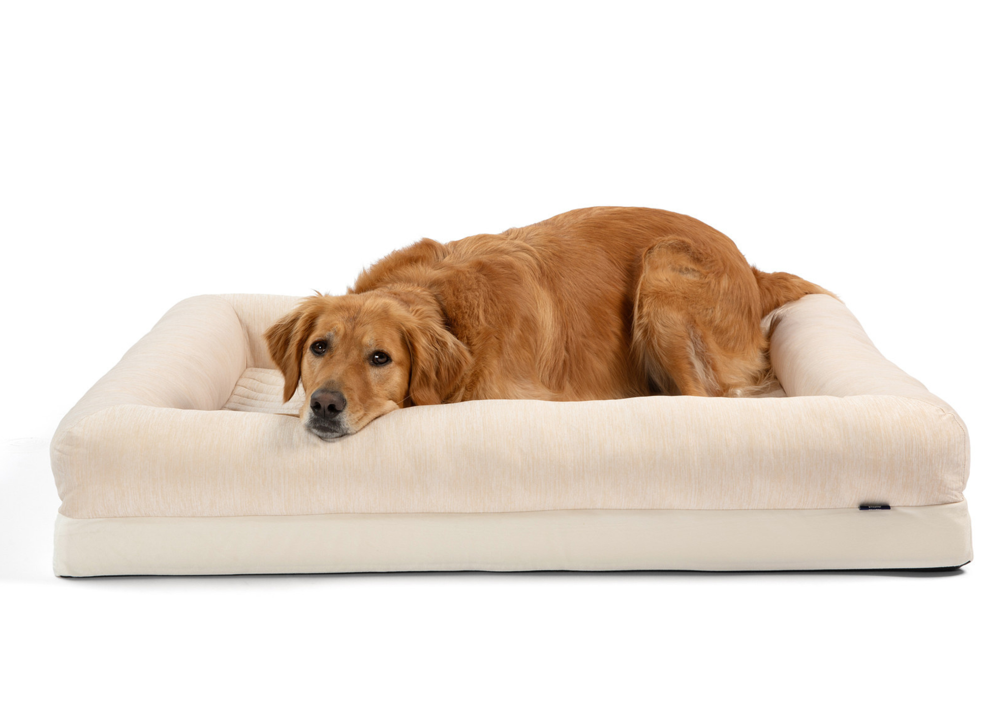 Dog lying on a beige pet bed with a white background