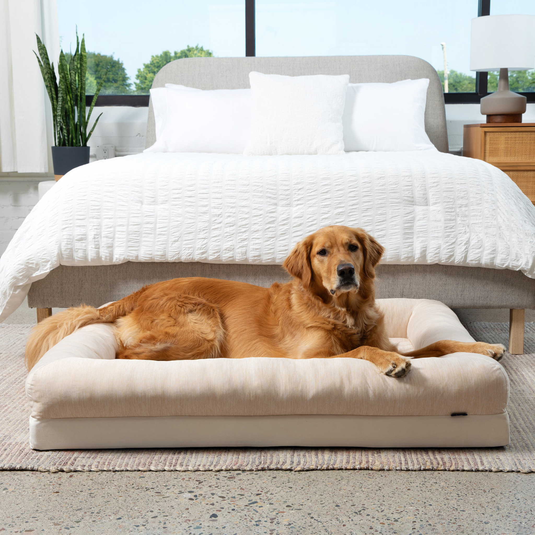 Dog lying on a large pet bed in a bedroom with a bed and pillows in the background.