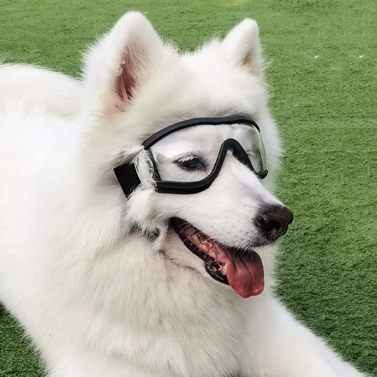 Dog Protection Goggles PV Lens