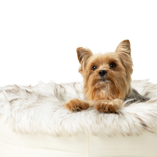 Small dog lying on a fluffy white pet bed against a white background
