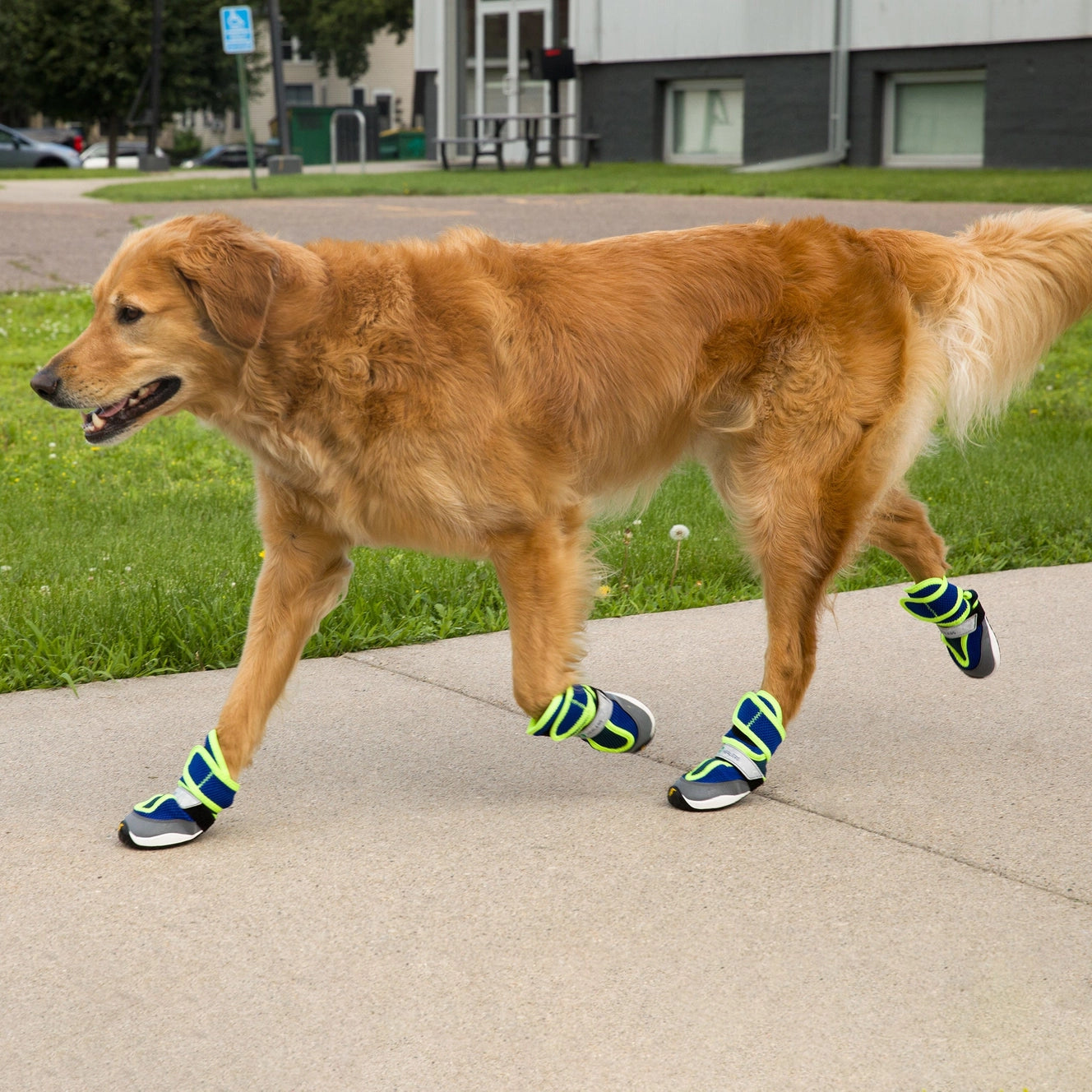 Healers Petcare Goodyear Adventure Paws
