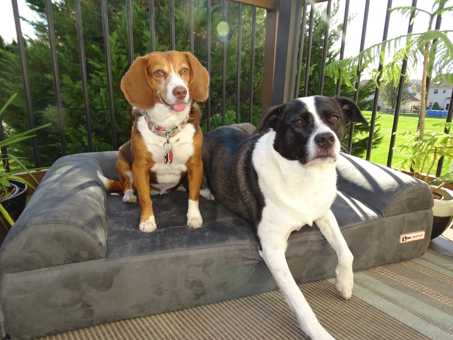 7" Orthopedic Dog Sofa Bed | Big Barker