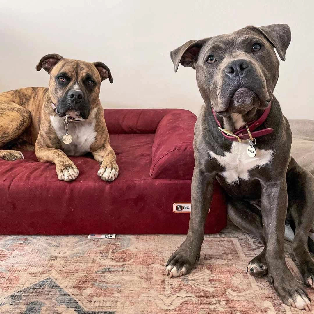 7" Orthopedic Dog Sofa Bed | Big Barker