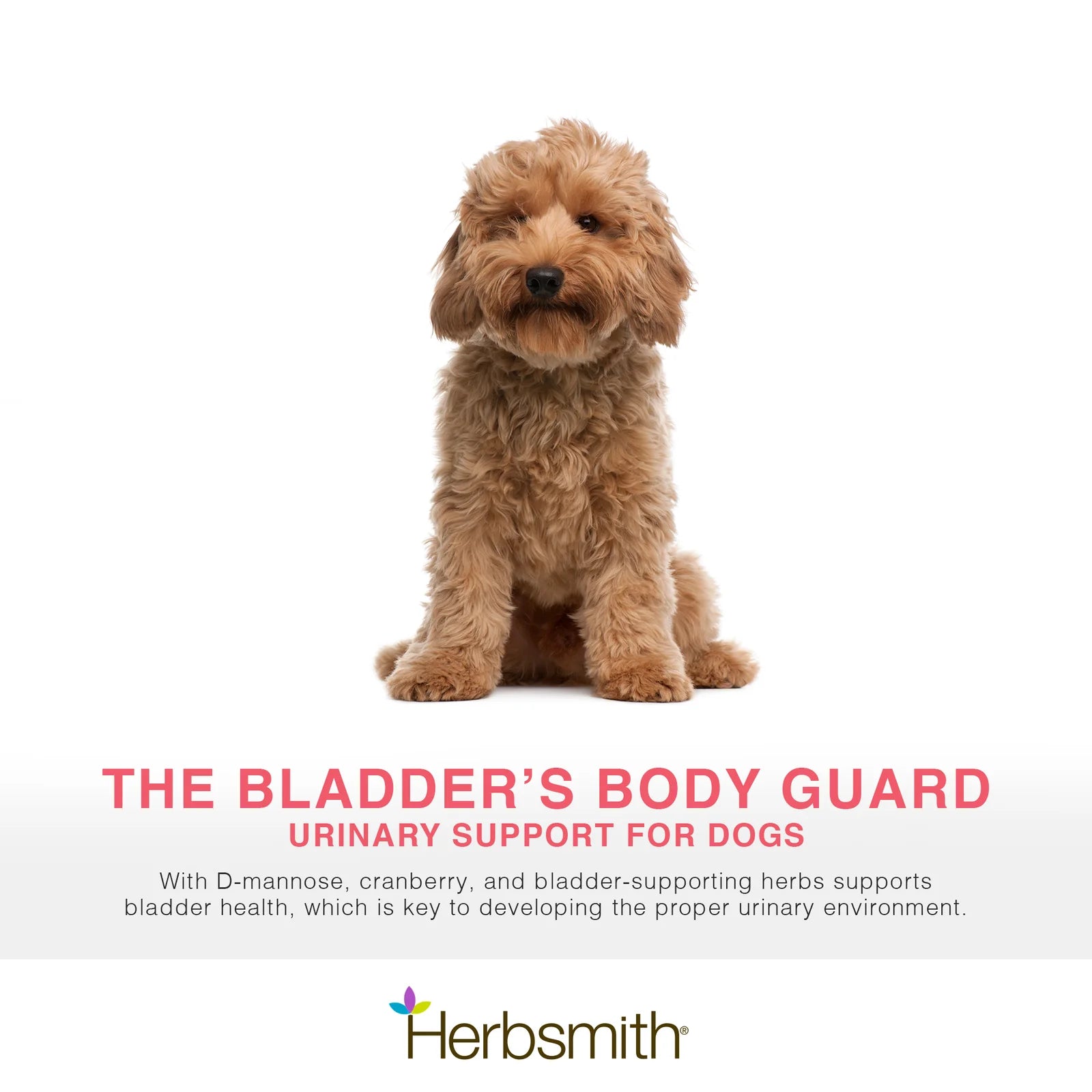 Urinary Tract Supplement for Dogs Prone to UTIs & Crystals | Herbsmith