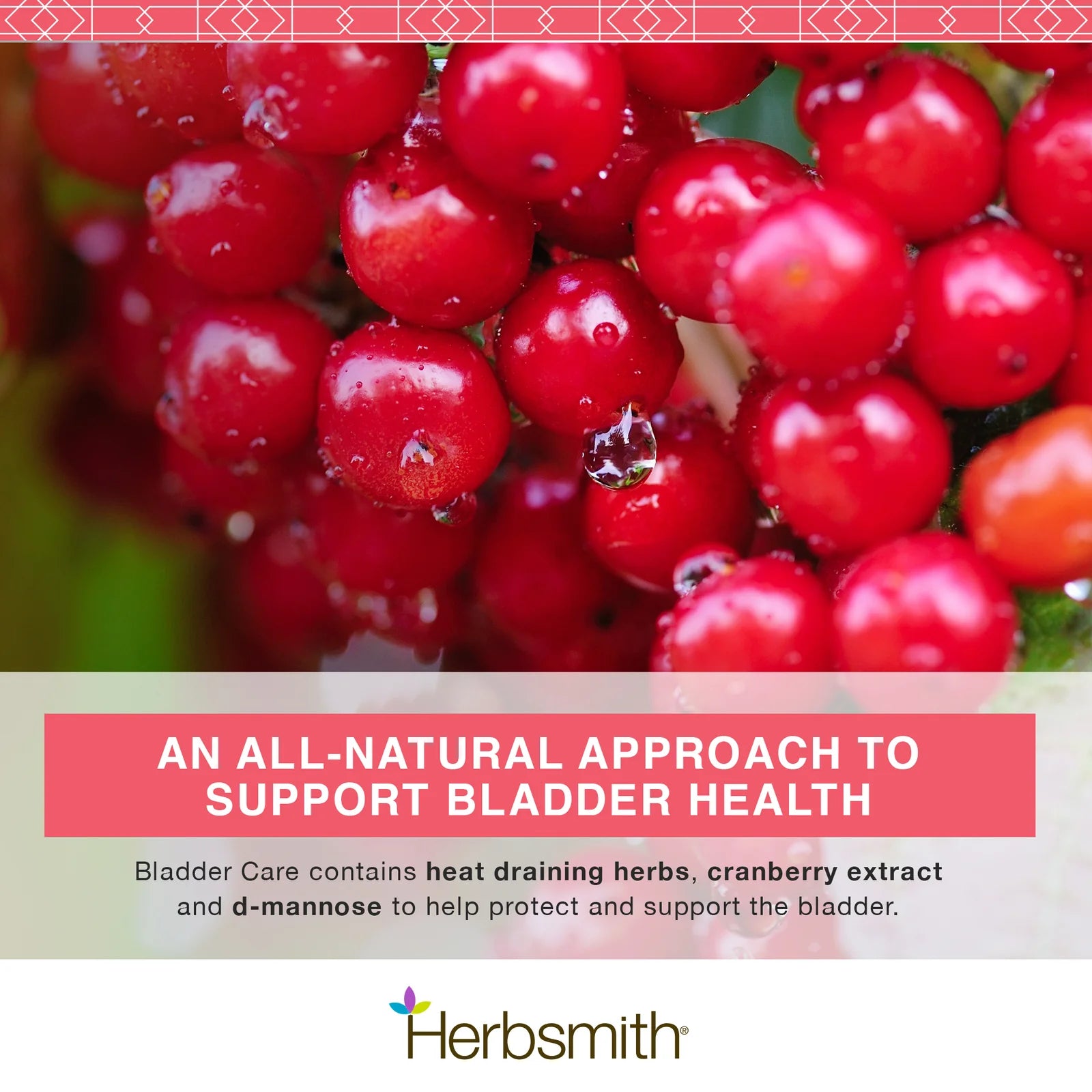 Urinary Tract Supplement for Dogs Prone to UTIs & Crystals | Herbsmith