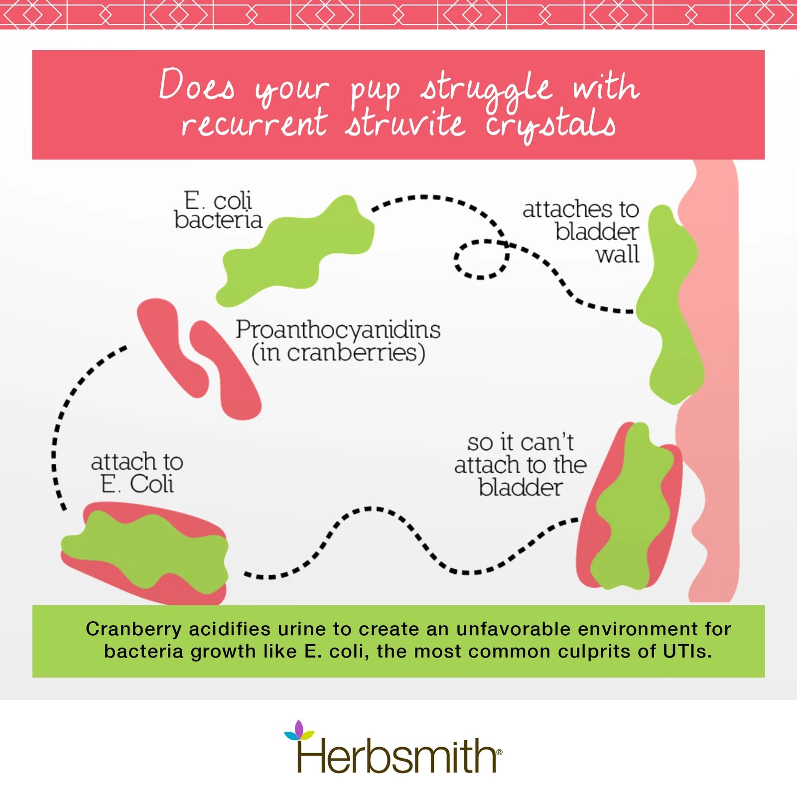 Urinary Tract Supplement for Dogs Prone to UTIs & Crystals | Herbsmith