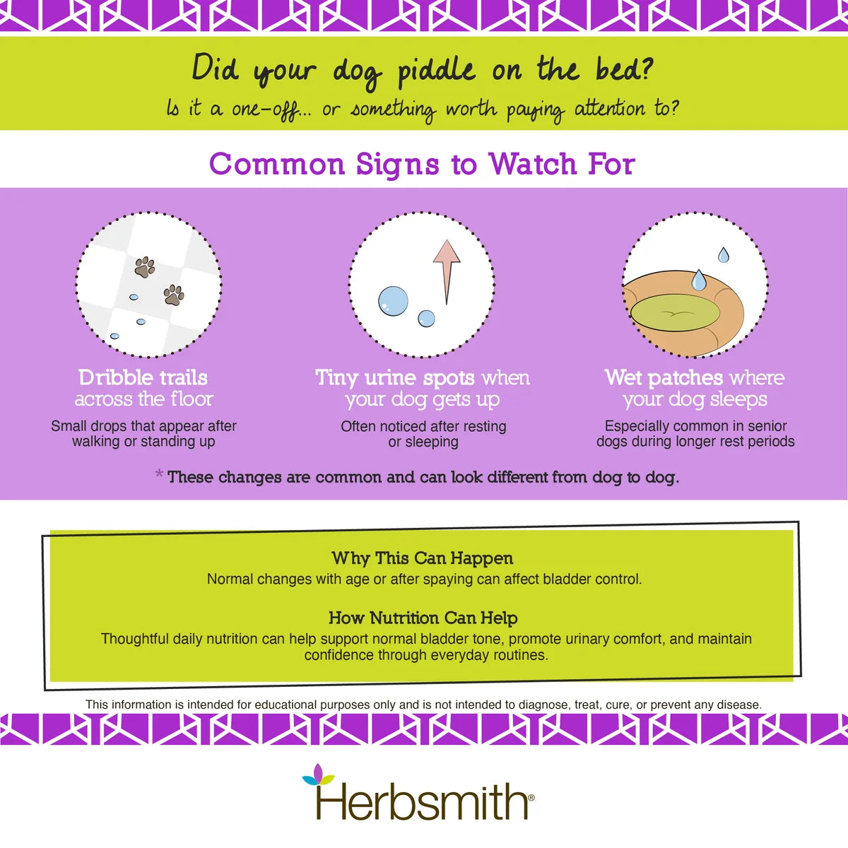 Dog Bladder Control in Senior and Spayed Dogs | Herbsmith Bladder Hold