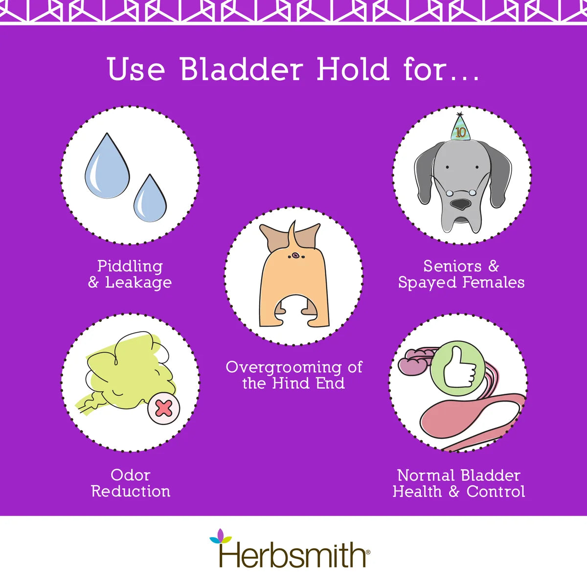 Dog Bladder Control in Senior and Spayed Dogs | Herbsmith Bladder Hold