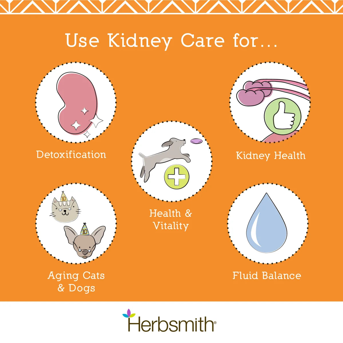 Kidney Care Renal Support for Dogs | Herbsmith
