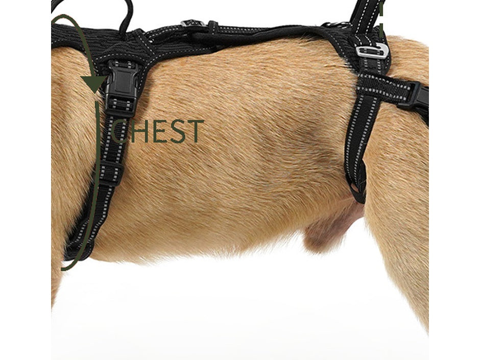Close-up of the chest measurement position behind the front legs.