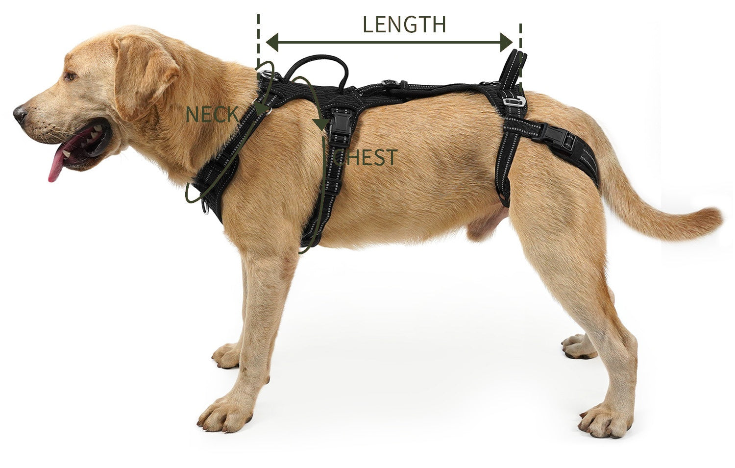 Dog wearing the harness, with chest and harness-length measurement positions marked.