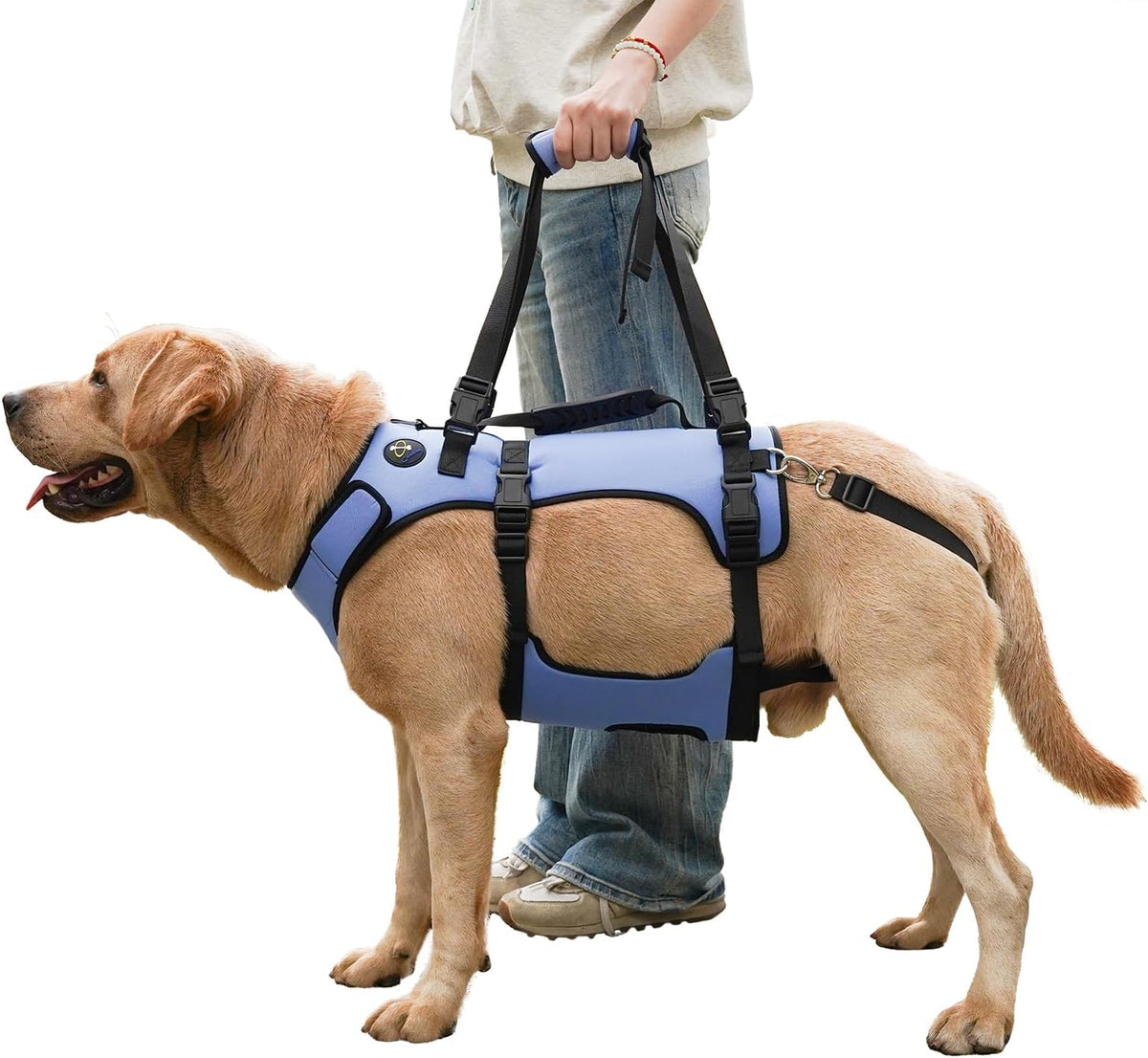 Labrador wearing the blue lift support harness, with the lifting straps held above its back.