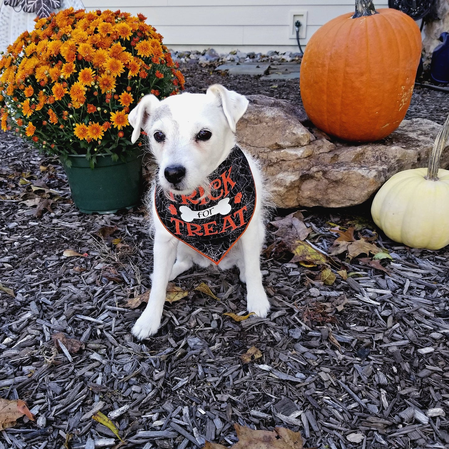 Halloween Dog Bandana - Trick for Treat