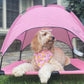 Elevated Dog Bed with Canopy