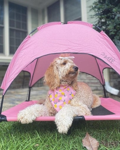 Elevated Dog Bed with Canopy