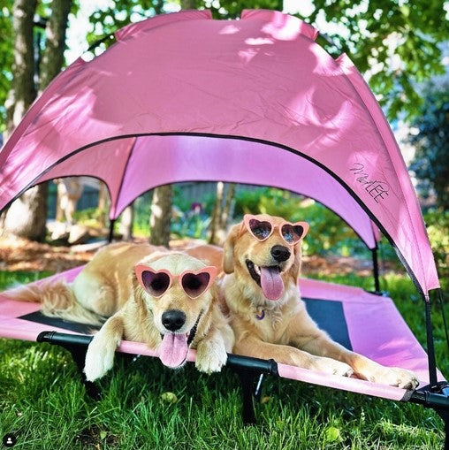 Elevated Dog Bed with Canopy